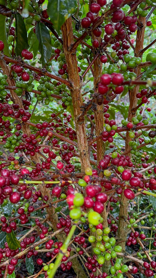 Wait, What! It’s not Geisha? The Jose Martinez Geisha Experiment - October 2024