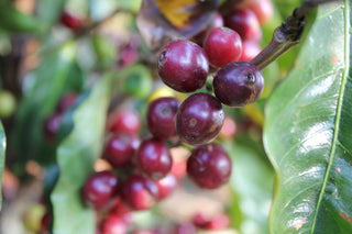 To Coffee Origin – Costa Rica, Part 1