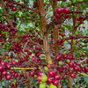 Wait, What! It’s not Geisha?  The Jose Martinez Geisha Experiment - October 2024