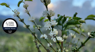 Global Coffee Awards National Winner Canada 2026 seal over coffee flowers at Finca Guarumo, Panama
