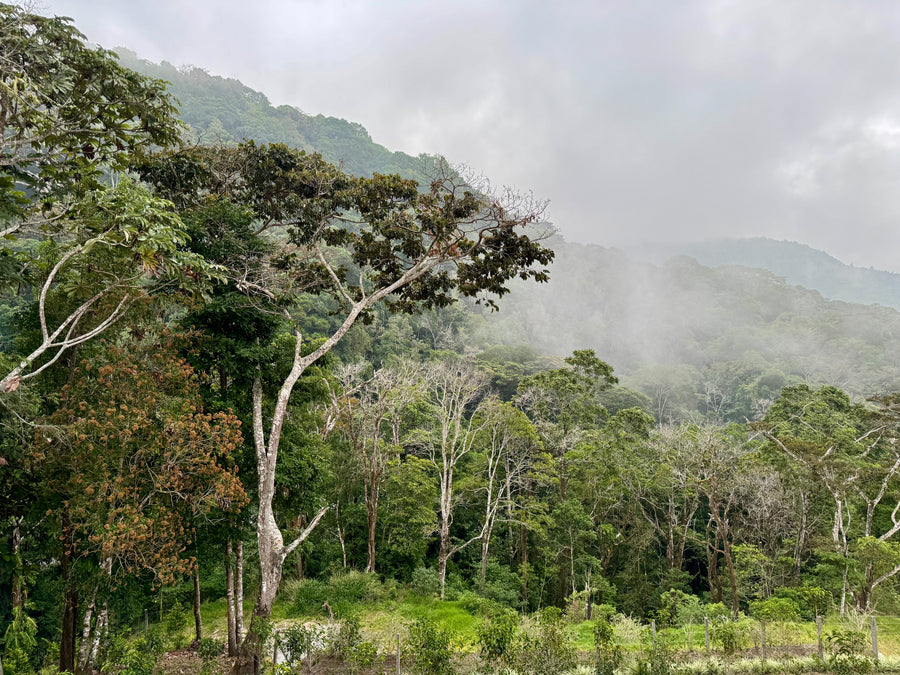 Mi Finquita Geisha Washed · Ratibor & Tessie Hartmann, Mi Finquita, Panama (2024)