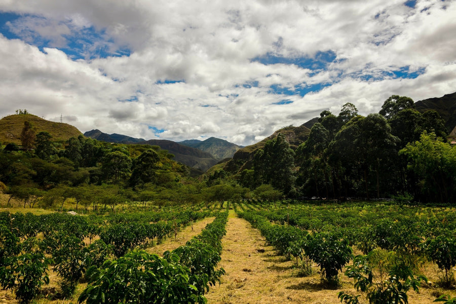 Vinka Sidra Lactic Natural · Maria Fernanda Tapia and Carlos Iñiguez, Loja, Ecuador (2024)