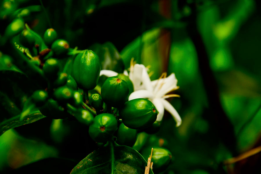 Vinka Sidra Lactic Natural · Maria Fernanda Tapia and Carlos Iñiguez, Loja, Ecuador (2024)