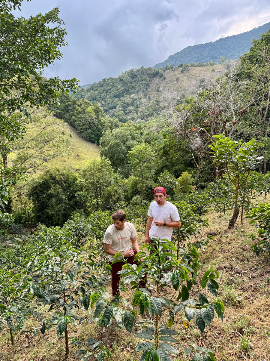 Mi Finquita Geisha Wine Globe Washed Competition Lot · Ratibor and Tessie Hartmann, Mi Finquita, Panama (2025)