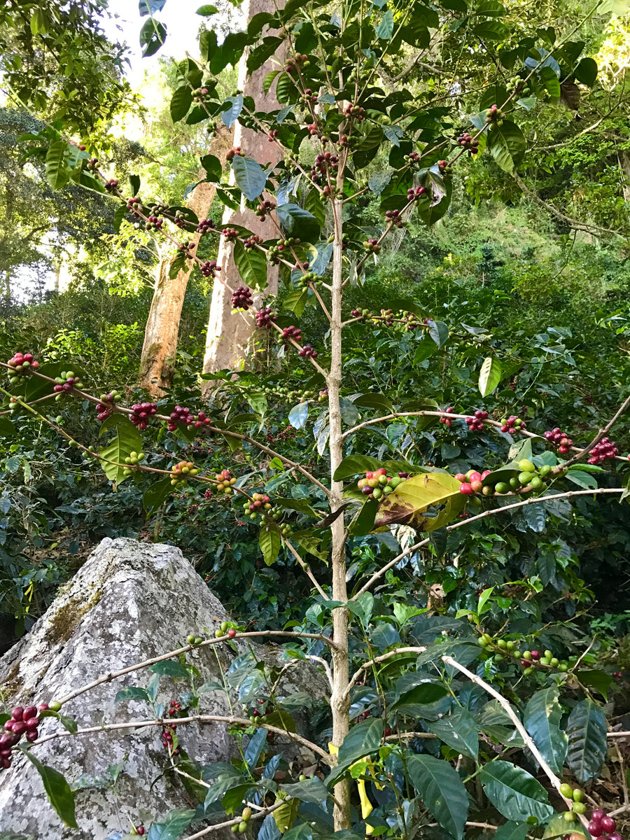 Franceschi Washed Geisha · Carlos Aguilera, Los Pozos, Panama (2024)