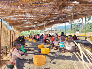 Lucky Peach Espresso · Danche, Gedeb District, Ethiopia (2026)