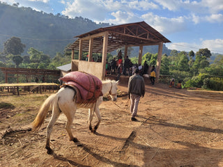 Lucky Peach Espresso · Danche, Gedeb District, Ethiopia (2026)