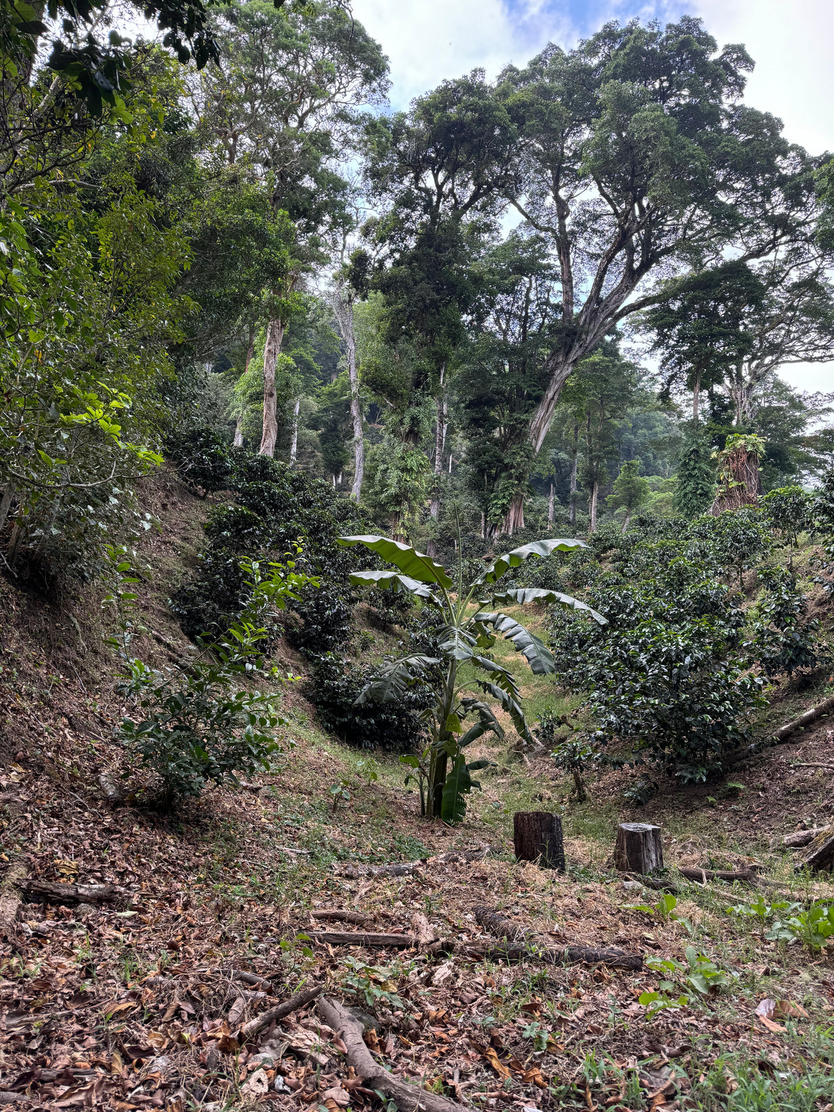 Finca Hartmann Anaerobic Natural Geisha