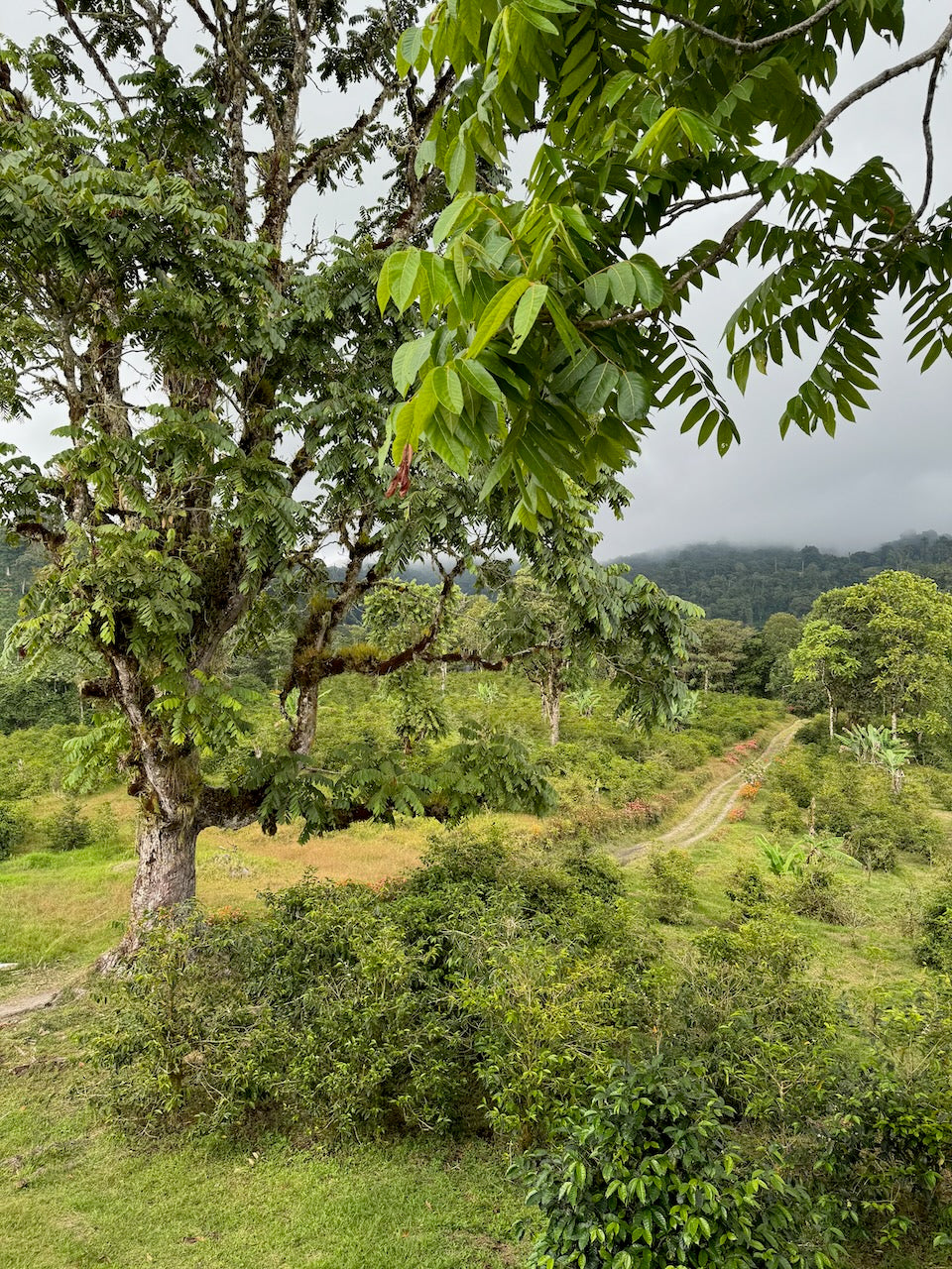 Mario Fonseca Pacamara Natural
