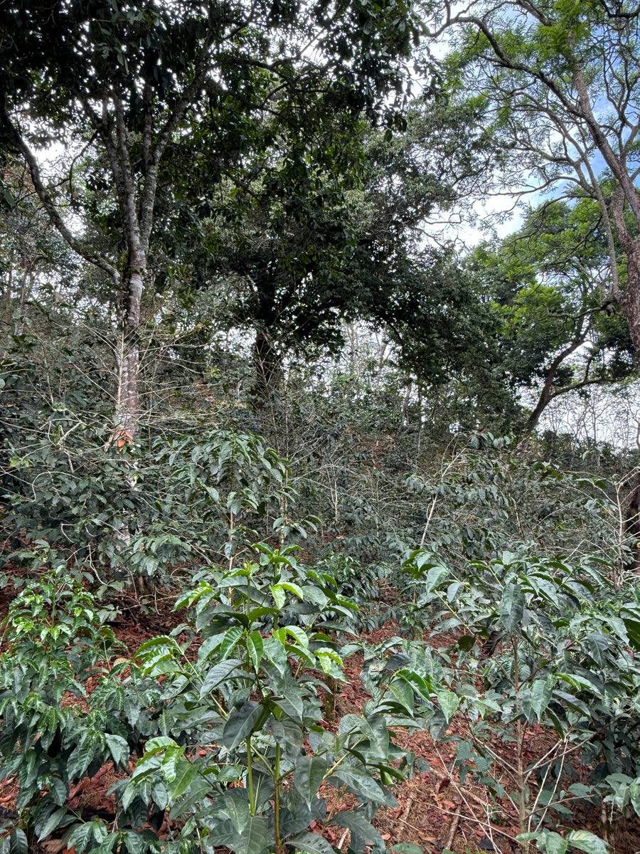 Finca El Alisal Natural Geisha · Leonidas Jaramillo, Finca El Alisal, Ecuador (2025)