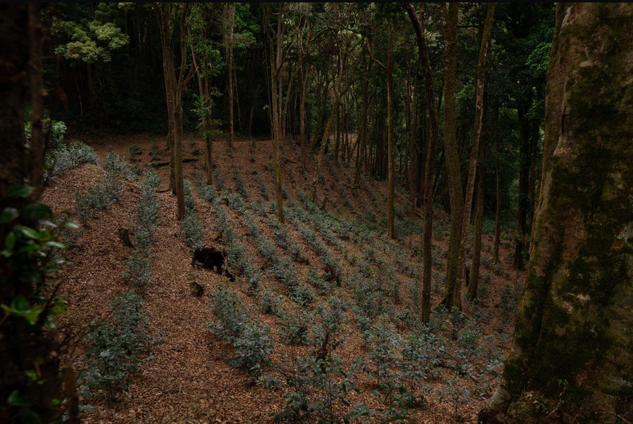Gato Grande Washed Geisha Cold Fermentation · Yessie Hartmann and Jean Paul Langestein, Gato Grande, Panama (2026)