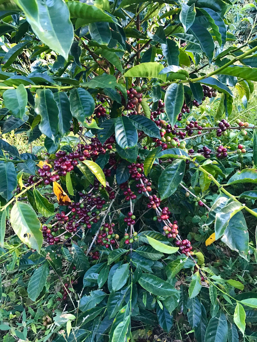Carmen Geisha Natural Lot #2 · Jean Paul Langenstein, Carmen Estate, Panama (2025)
