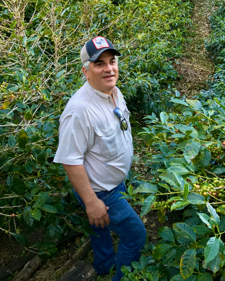 Franceschi Washed Geisha · Carlos Aguilera, Los Pozos, Panama (2024)