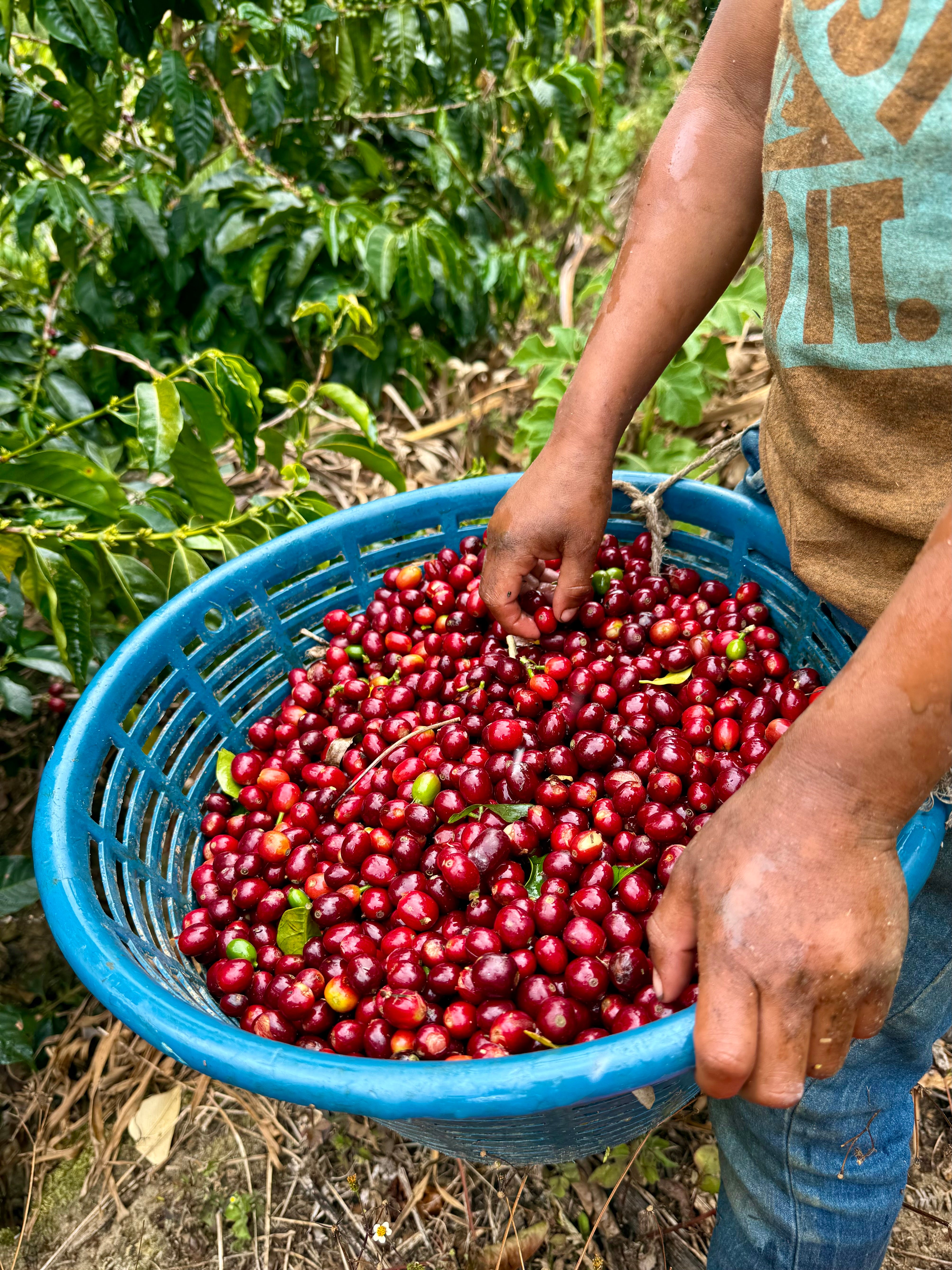 Honey Haze Espresso - Phil & Sebastian – Phil & Sebastian Coffee