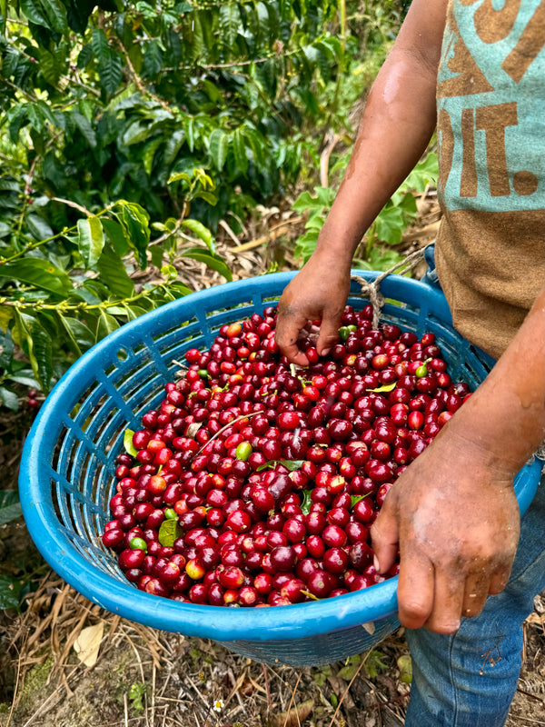 Honey Haze Espresso