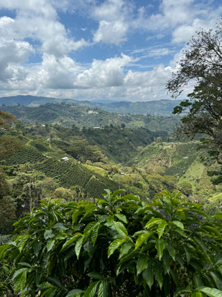 Lolly Drop Espresso · Colombia Palestina (25COL27)