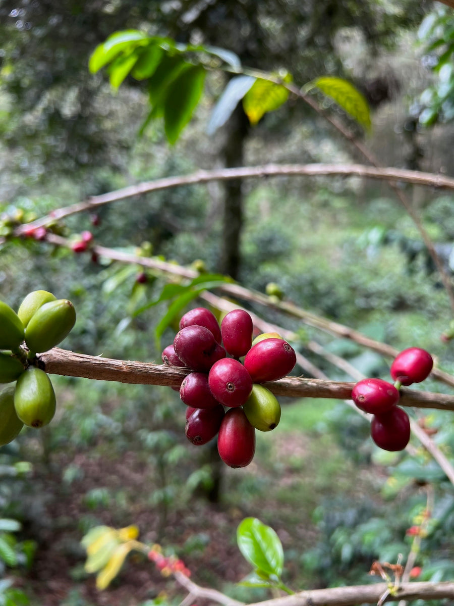 Pepe Jijon Sidra Washed · Pepe Jijón, Intag Valley, Ecuador (2024)