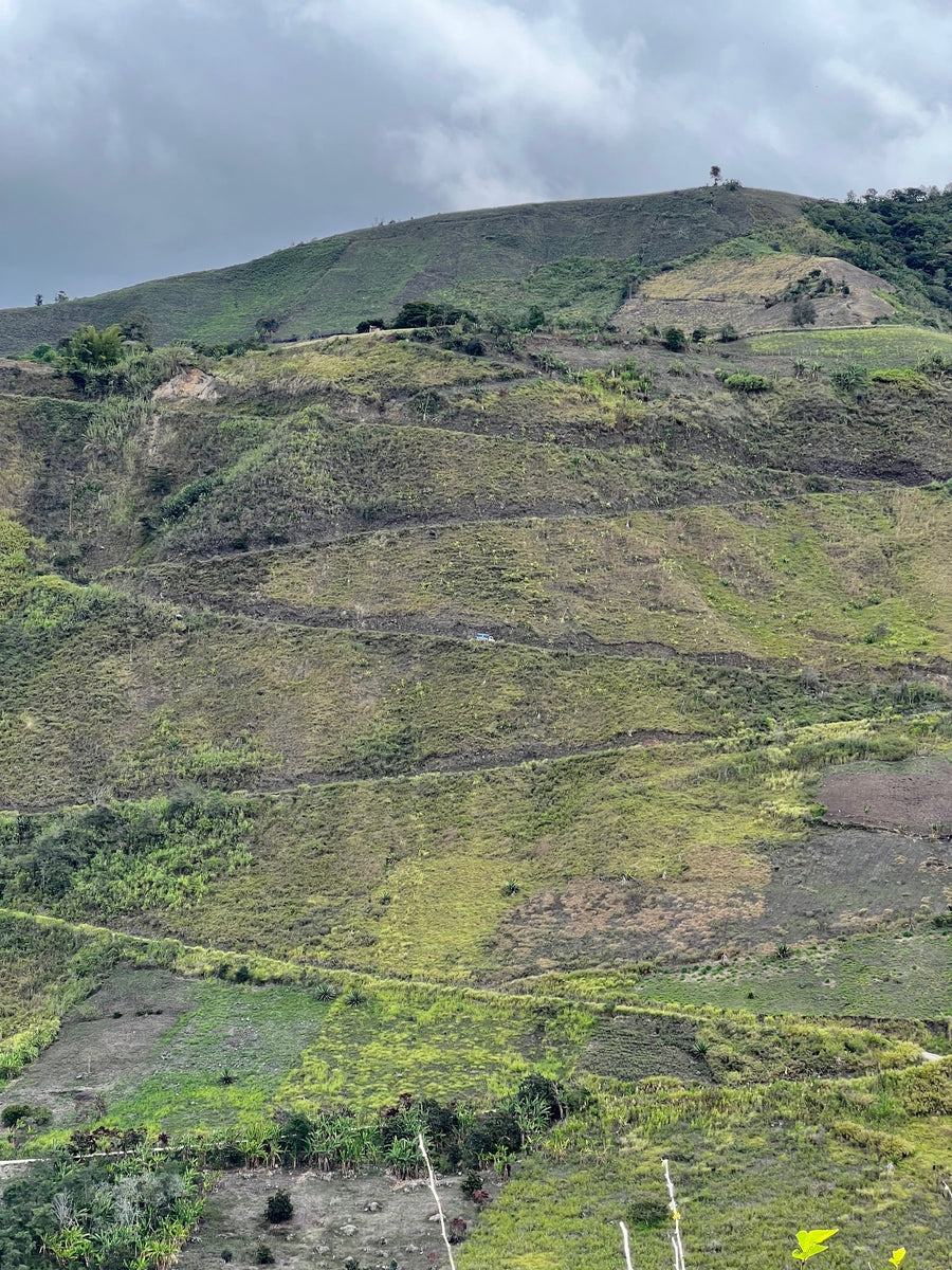 Pepe Jijon Sidra Washed · Pepe Jijón, Intag Valley, Ecuador (2024)