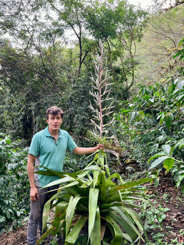 Hacienda La Florida Typica Mejorado