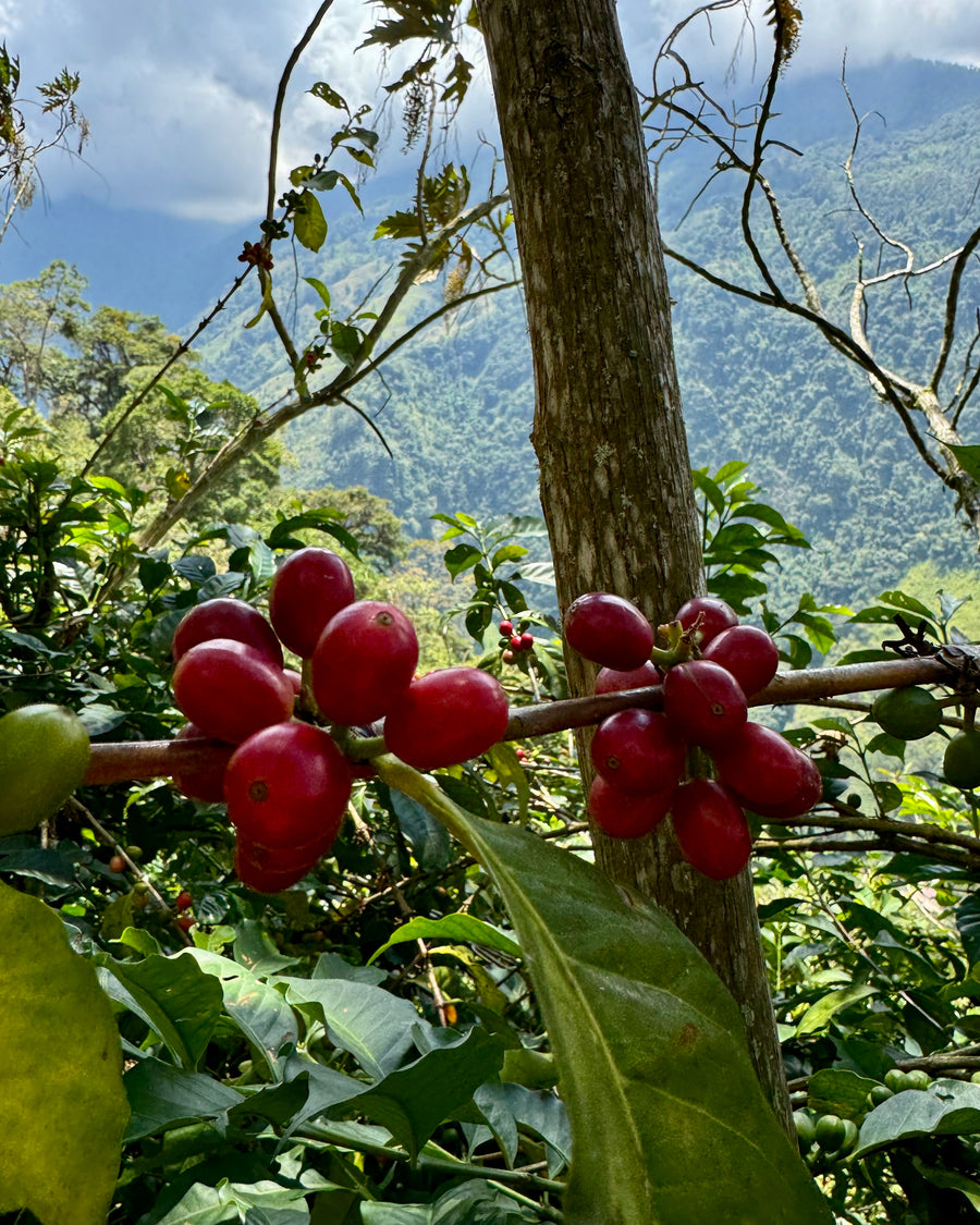 Finca La Negrita Red Geisha Washed · Mauricio Shattah, Finca La Negrita, Colombia (2025)
